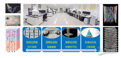 細胞能量工廠——線粒體如何解碼神經(jīng)元活動模態(tài)及其在網(wǎng)絡(luò)技術(shù)開發(fā)中的應用